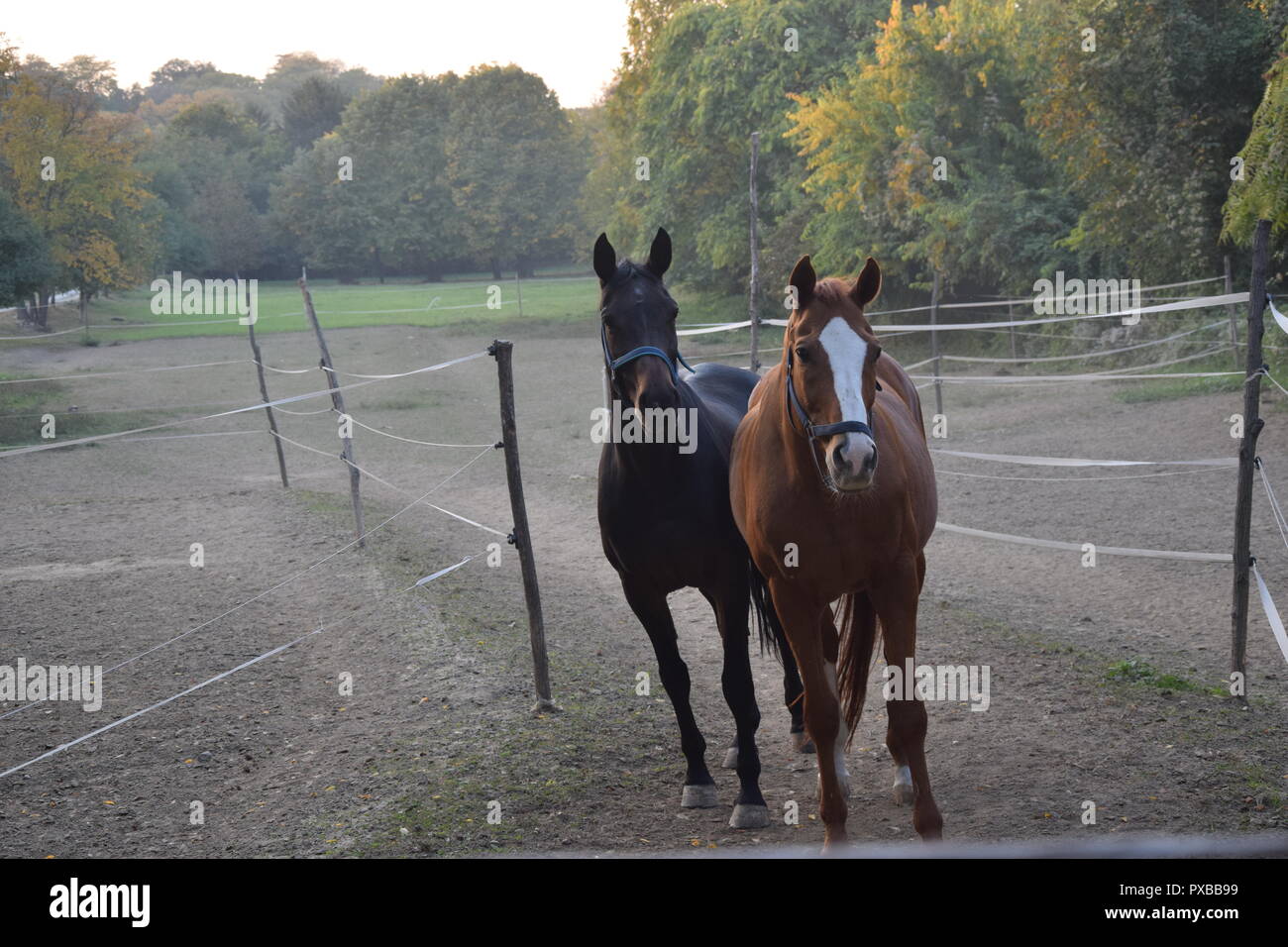 Reiterhof Stockfoto