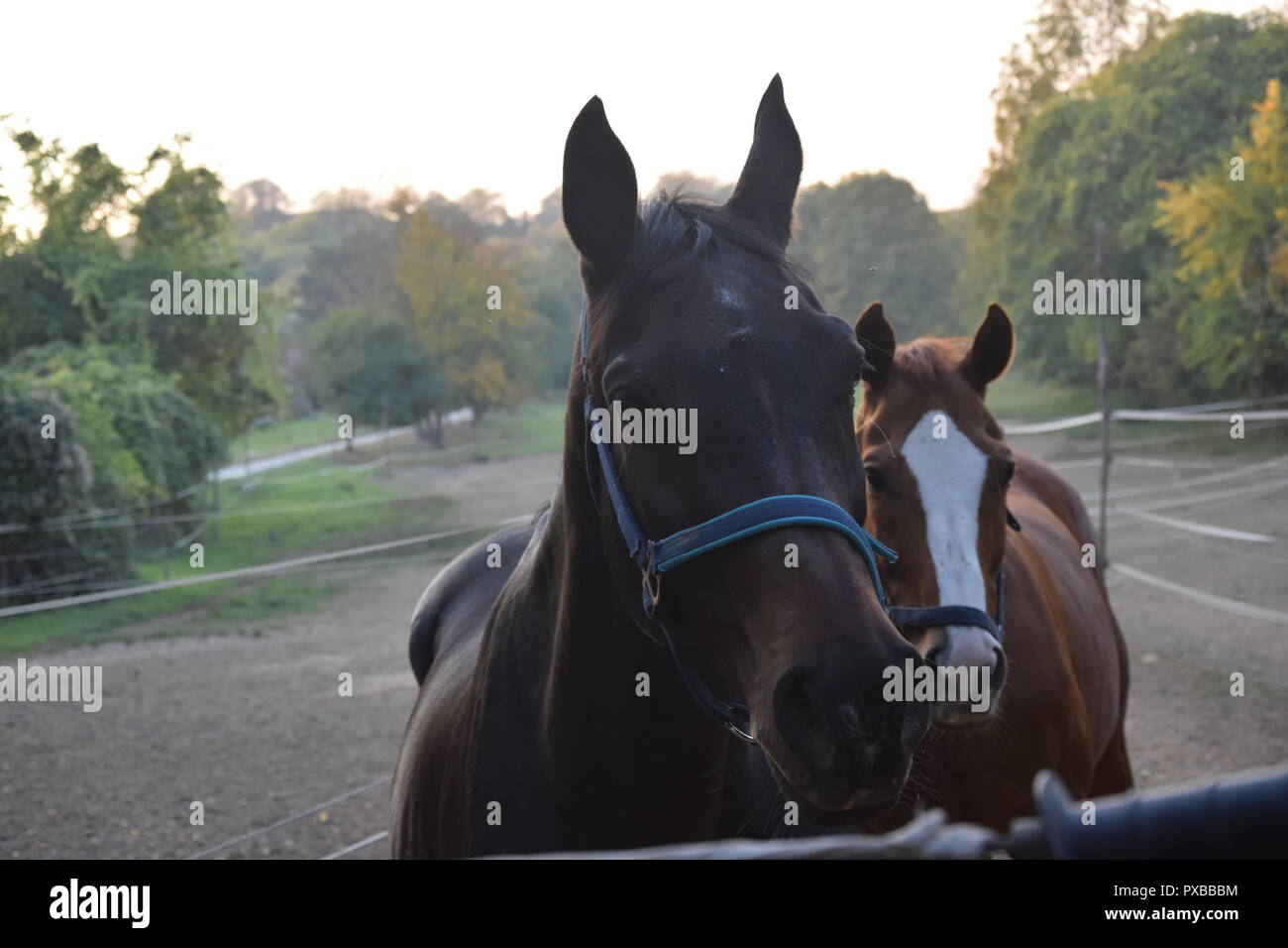 Reiterhof Stockfoto