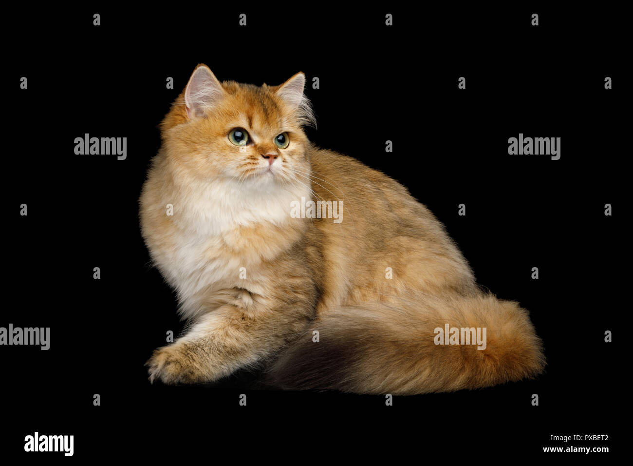 Verspielte britische Katze rote Farbe mit den haarigen Schwanz Sitzen auf Isolierte schwarze Hintergrund Stockfoto
