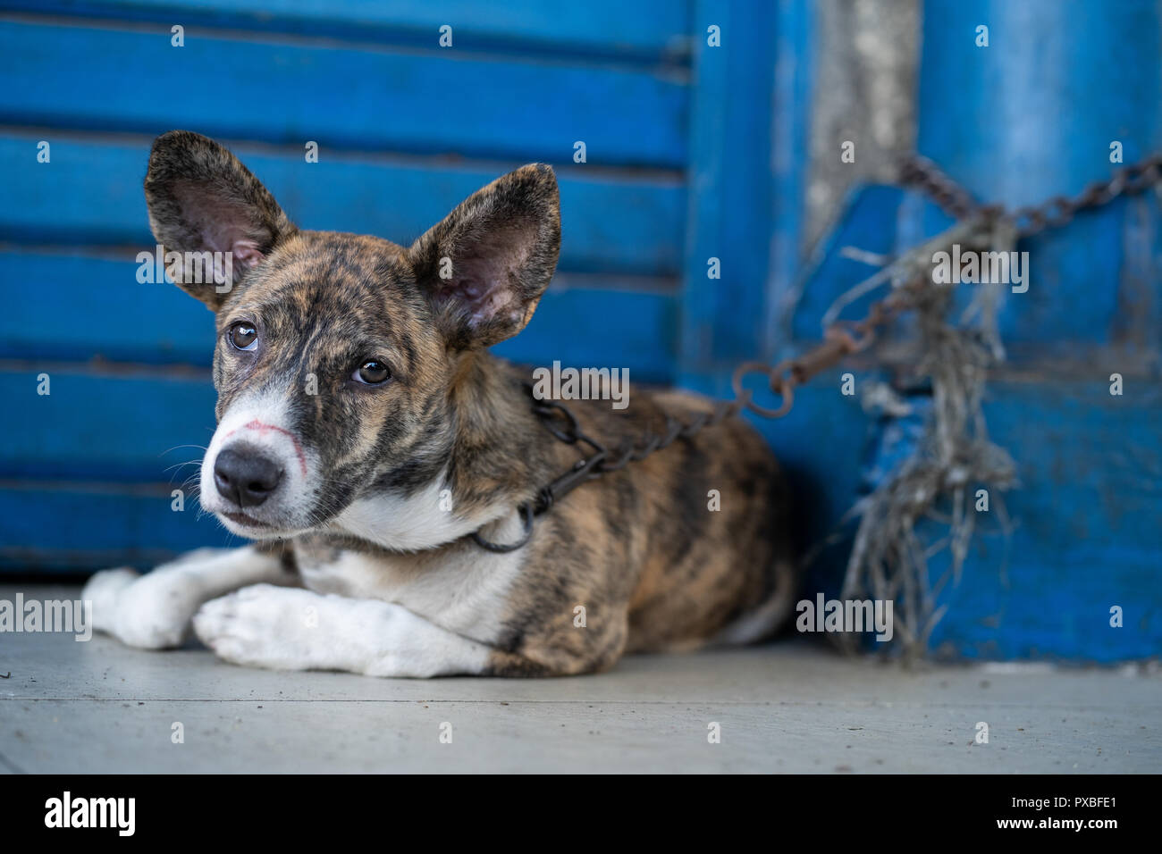 Ein Hund liegt an einer Straße, Gehsteig mit einer kurzen Kette an einem Pfosten verankert. Stockfoto