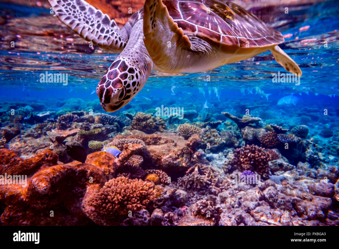 Sea Turtle schwimmt unter Wasser auf dem Hintergrund der Korallenriffe. Malediven Indischer Ozean Korallenriff. Stockfoto