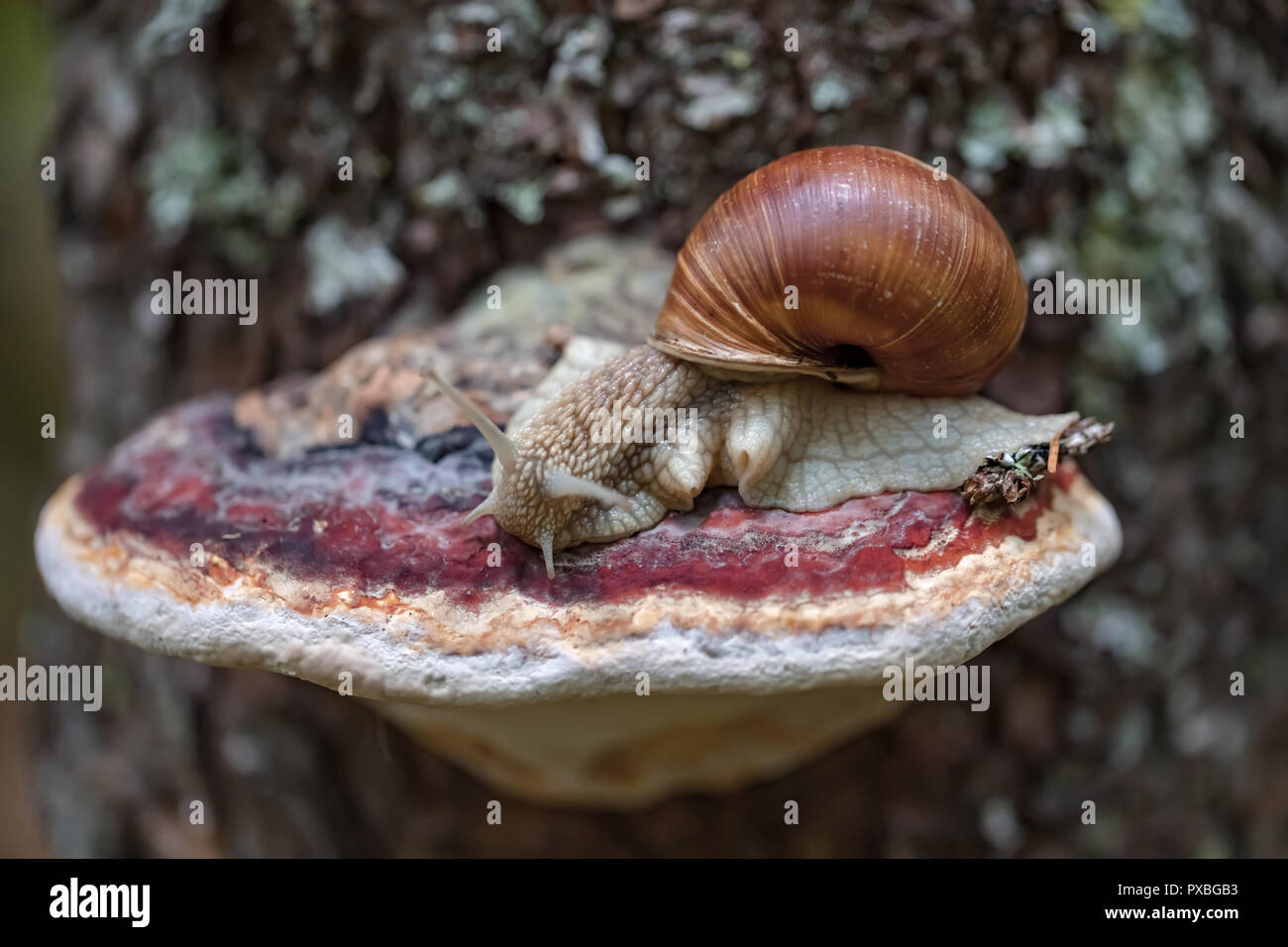 Helix pomatia auch römische Schnecke, Weinbergschnecken, weinbergschnecke oder Escargot, ist eine Pflanzenart aus der Gattung der Großen, Essbar, Atemluft- land Schnecke, eine terrestrische Pulmo Stockfoto