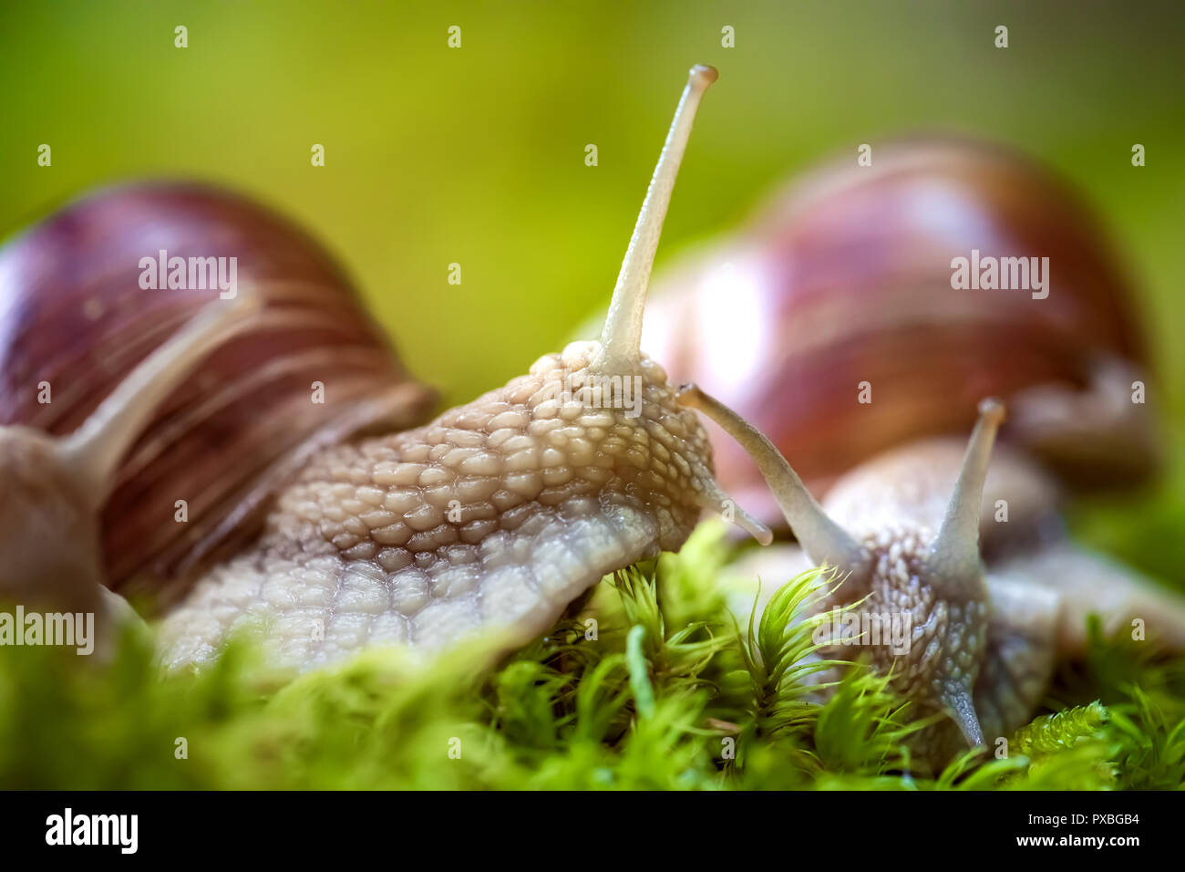 Helix pomatia auch römische Schnecke, Weinbergschnecken, weinbergschnecke oder Escargot, ist eine Pflanzenart aus der Gattung der Großen, Essbar, Atemluft- land Schnecke, eine terrestrische Pulmo Stockfoto