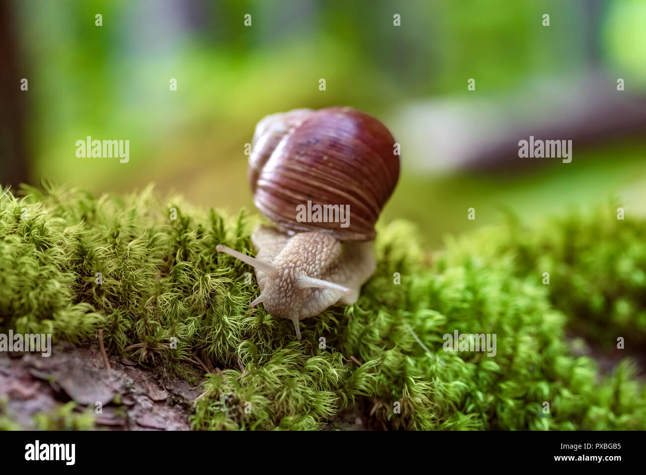 Helix pomatia auch römische Schnecke, Weinbergschnecken, weinbergschnecke oder Escargot, ist eine Pflanzenart aus der Gattung der Großen, Essbar, Atemluft- land Schnecke, eine terrestrische Pulmo Stockfoto