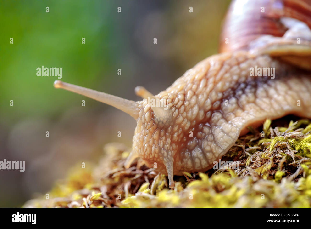 Helix pomatia auch römische Schnecke, Weinbergschnecken, weinbergschnecke oder Escargot, ist eine Pflanzenart aus der Gattung der Großen, Essbar, Atemluft- land Schnecke, eine terrestrische Pulmo Stockfoto