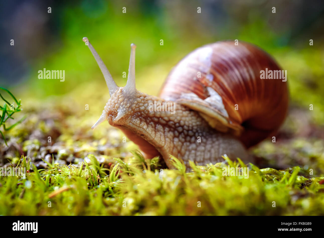 Helix pomatia auch römische Schnecke, Weinbergschnecken, weinbergschnecke oder Escargot, ist eine Pflanzenart aus der Gattung der Großen, Essbar, Atemluft- land Schnecke, eine terrestrische Pulmo Stockfoto