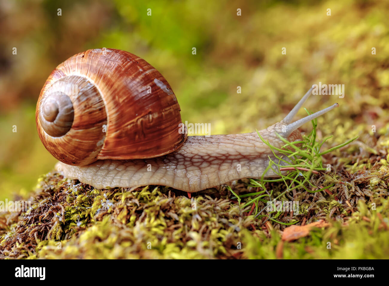 Helix pomatia auch römische Schnecke, Weinbergschnecken, weinbergschnecke oder Escargot, ist eine Pflanzenart aus der Gattung der Großen, Essbar, Atemluft- land Schnecke, eine terrestrische Pulmo Stockfoto