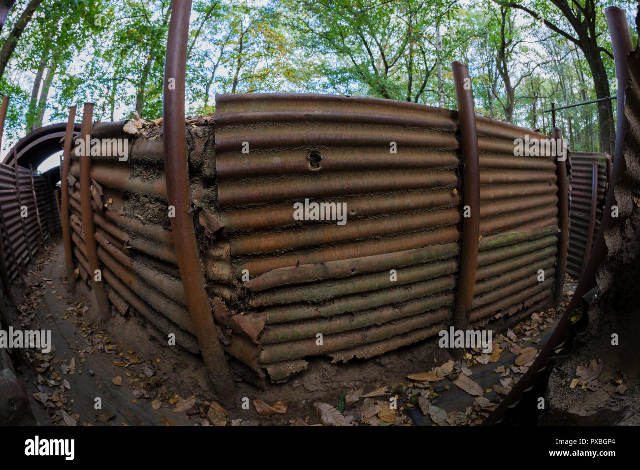 Sanctuary Holz Gräben und weggeworfenen Schalen in Ypern, Belgien Stockfoto
