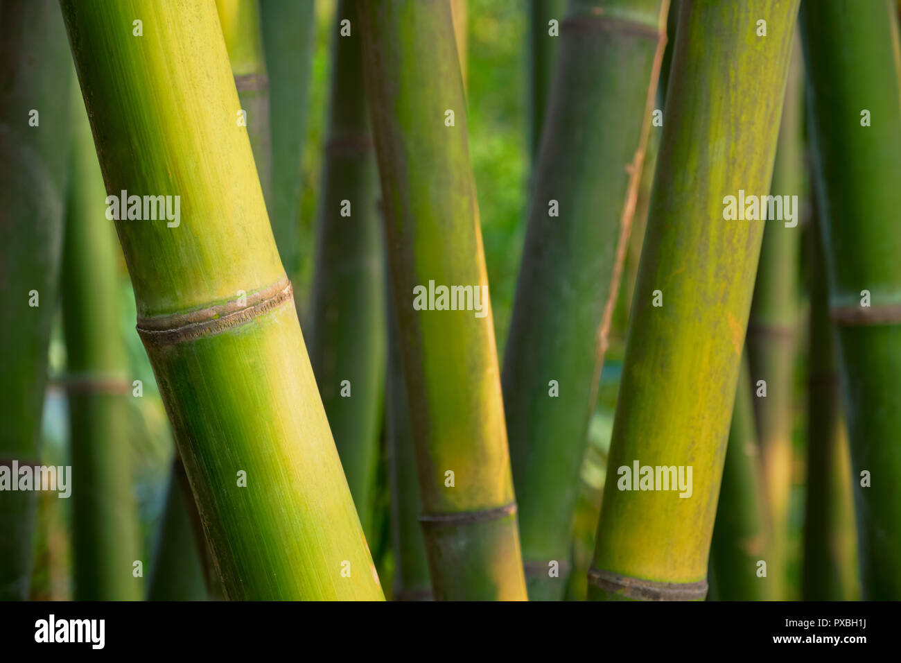 Bambus in der Nähe bis in Bamboo Grove Stockfoto