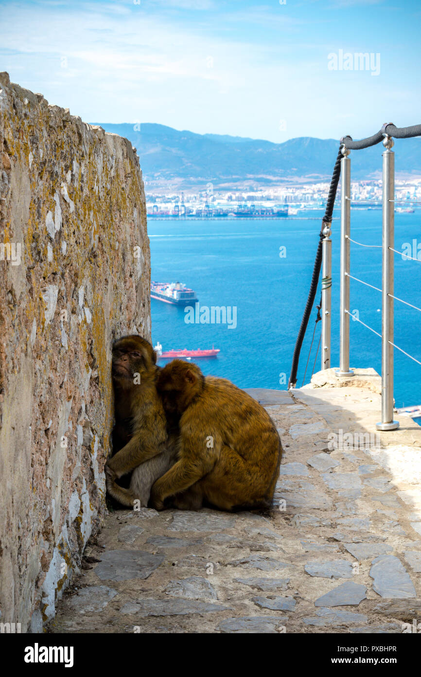 Die berühmten Affen von Gibraltar, in der Upper Rock Nature Reserve. Gibraltar ist ein Britisches Überseegebiet an der südlichen Spitze der Spai entfernt Stockfoto