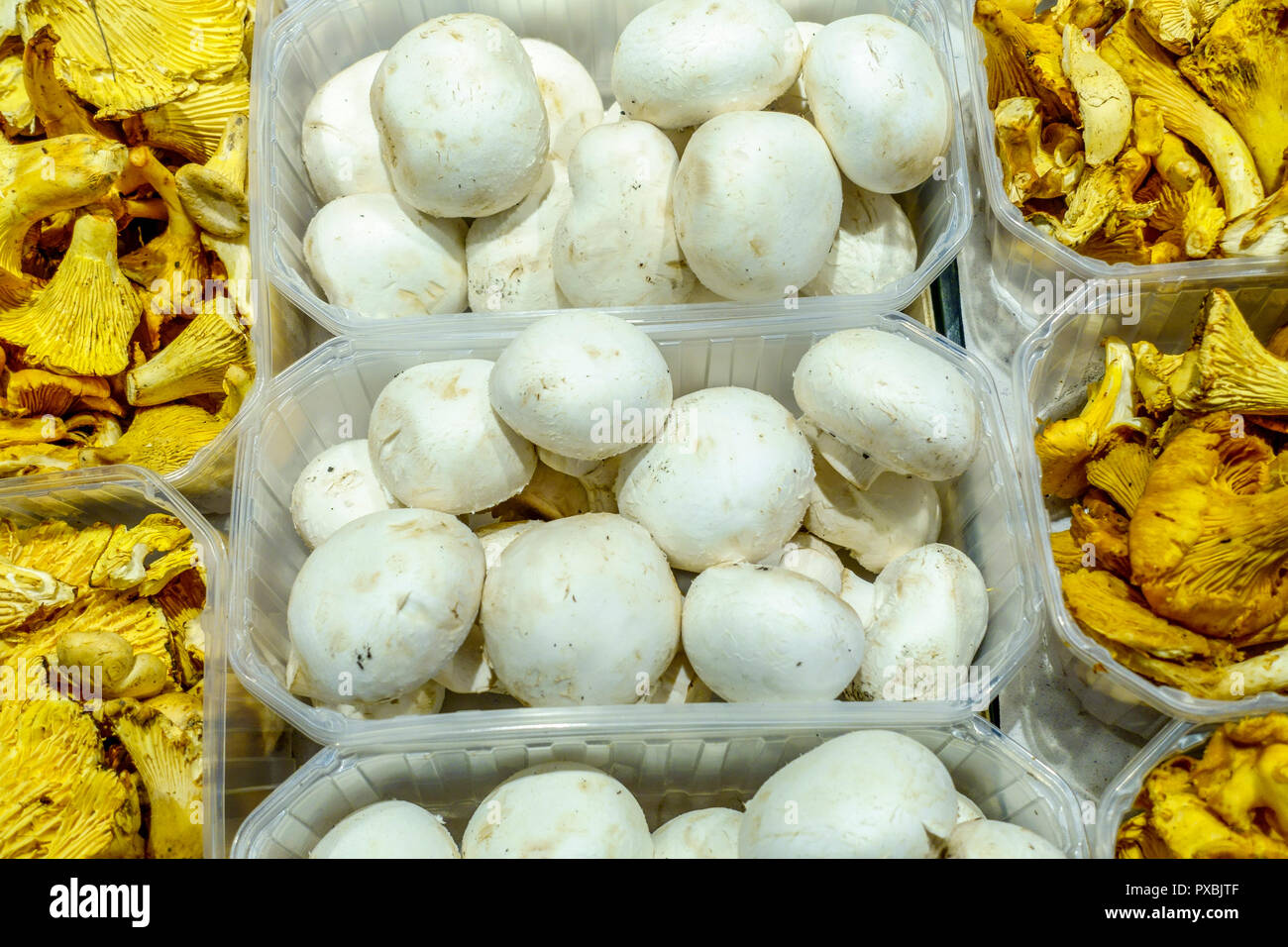 Champions und golden Pfifferlinge in einer Plastikbox für den Verkauf auf dem Markt, essbare Pilze, in Palma de Mallorca Stockfoto