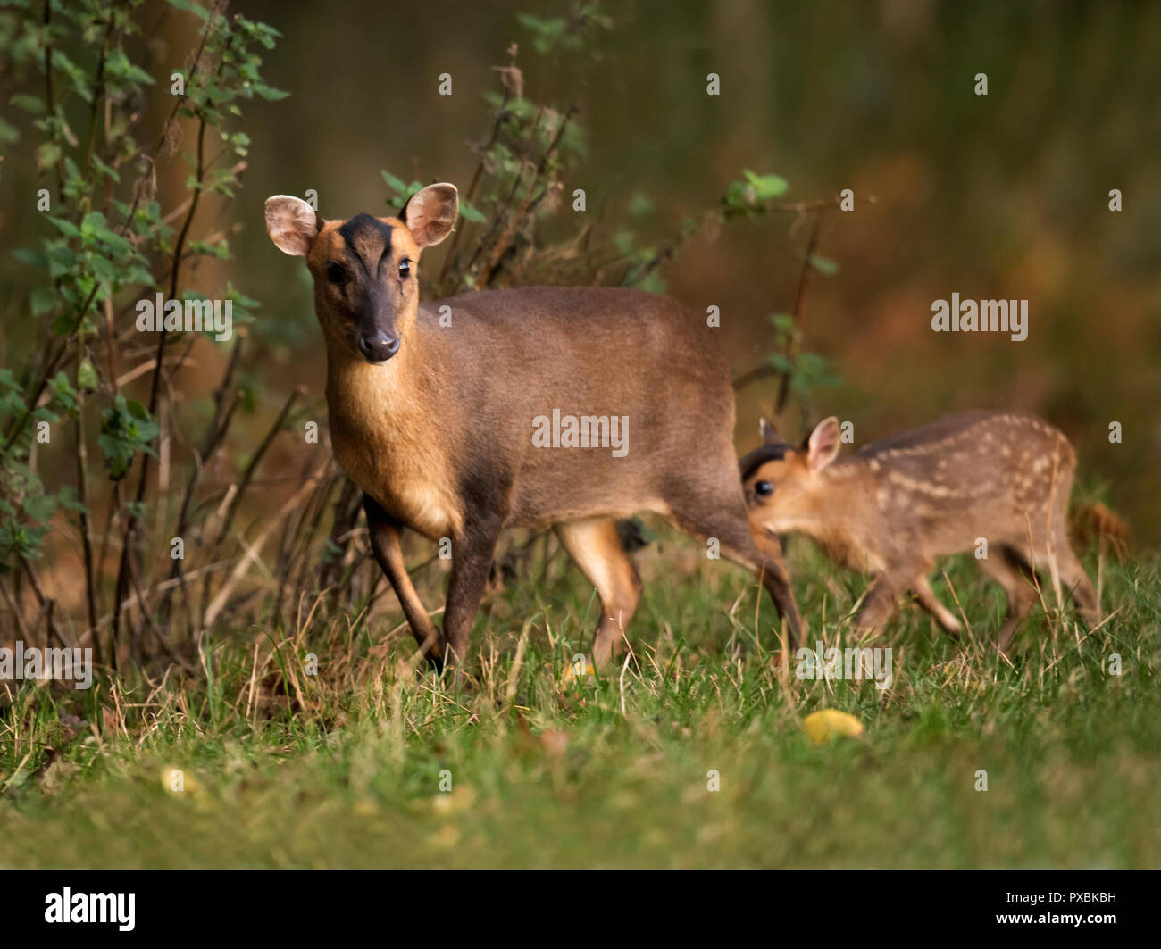 Muntjac Rotwild doe (Muntiacus reevesi) und ihre sehr jungen Rehkitz am Rande von Warwickshire woodland bald nach Sonnenaufgang Stockfoto