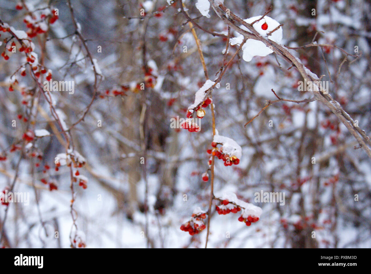 Schneereiche Winter rote Beeren auf dem Zweig Stockfoto