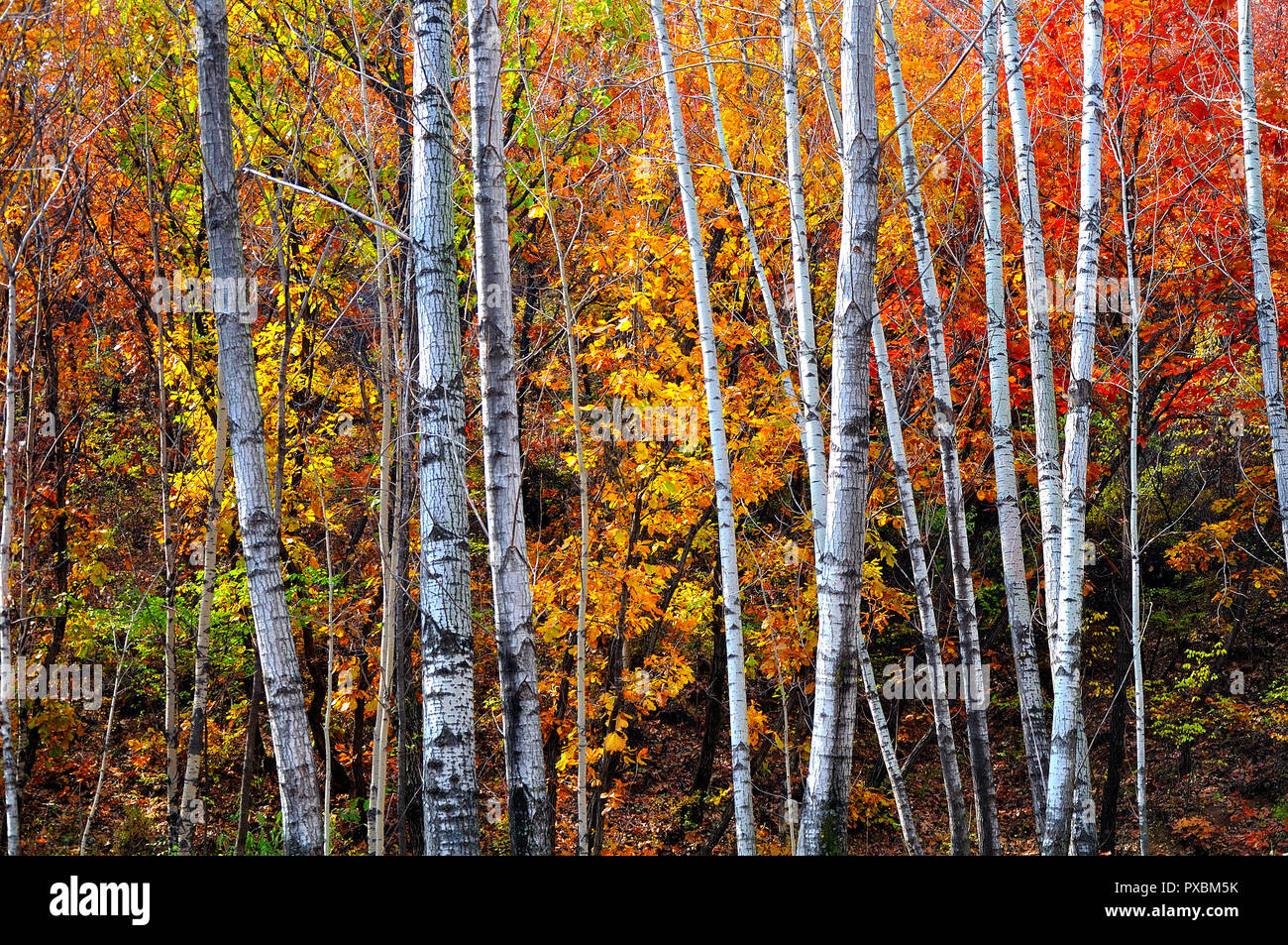 Herbstliche Landschaft Stockfoto