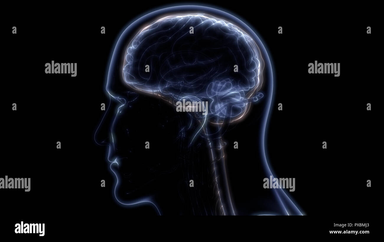 Anatomie des menschlichen Gehirns Stockfoto