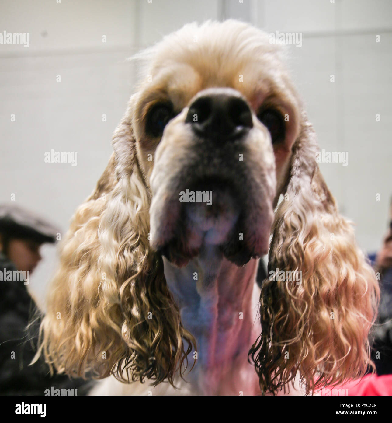 London, GB, 21. Oktober 2018 Über 200 verschiedene Hunderassen, Scruffts  Contest, Hunde und Welpen zu umarmen und selfies nehmen, tolle Hund zeigt,  das ist eine Show für die ganze Familie Genießen Sie