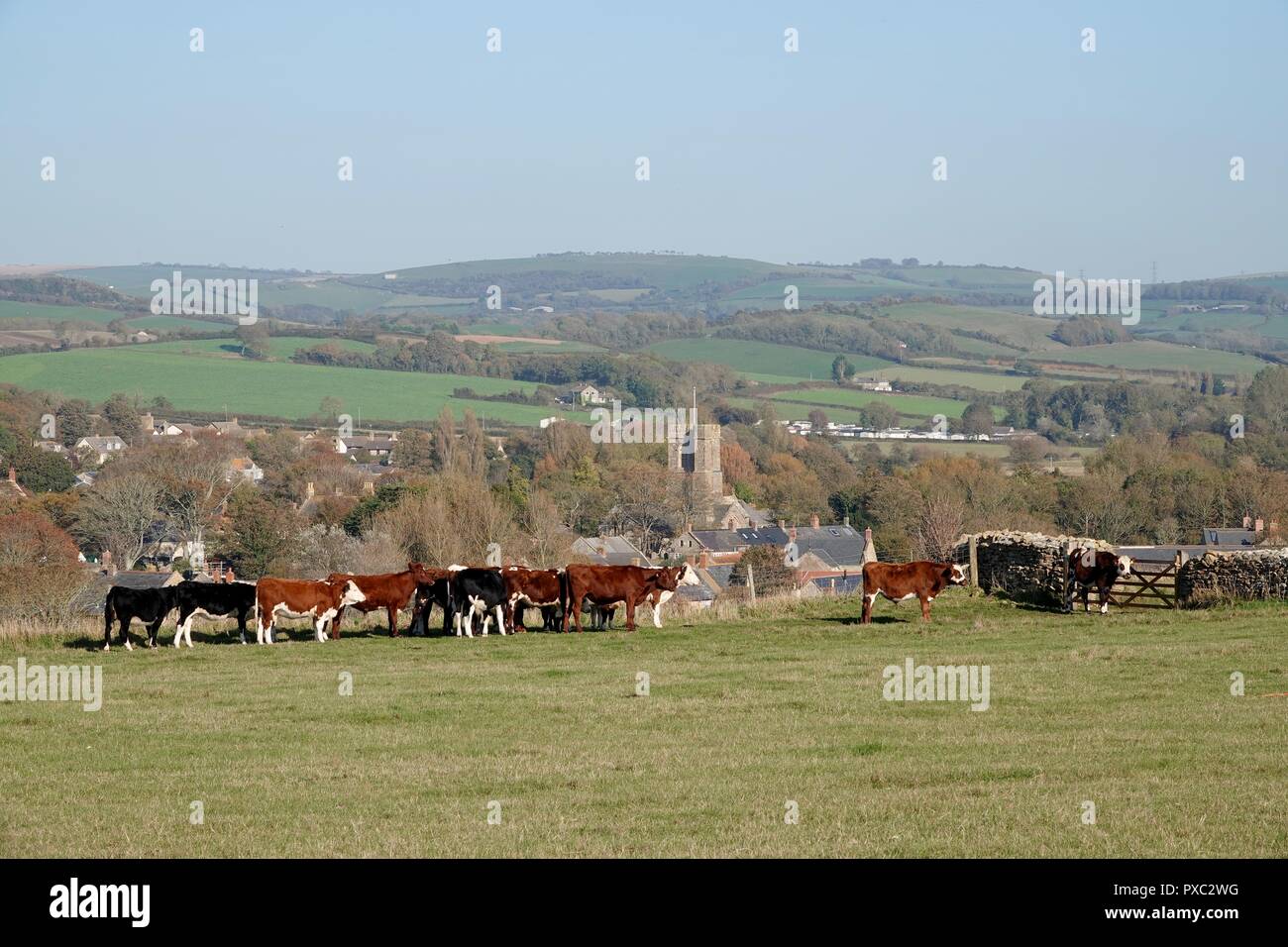 Dorset, Großbritannien. Okt 2018 21. Die Kühe genießen das warme Wetter bei Burton Bradstock Dorf in Dorset Credit: Finnbarr Webster/Alamy leben Nachrichten Stockfoto
