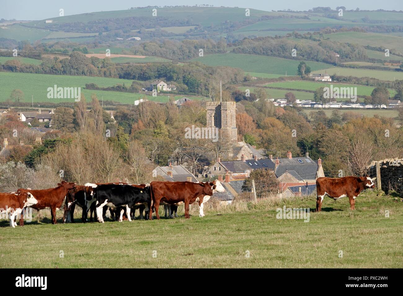 Dorset, Großbritannien. Okt 2018 21. Die Kühe genießen das warme Wetter bei Burton Bradstock Dorf in Dorset Credit: Finnbarr Webster/Alamy leben Nachrichten Stockfoto