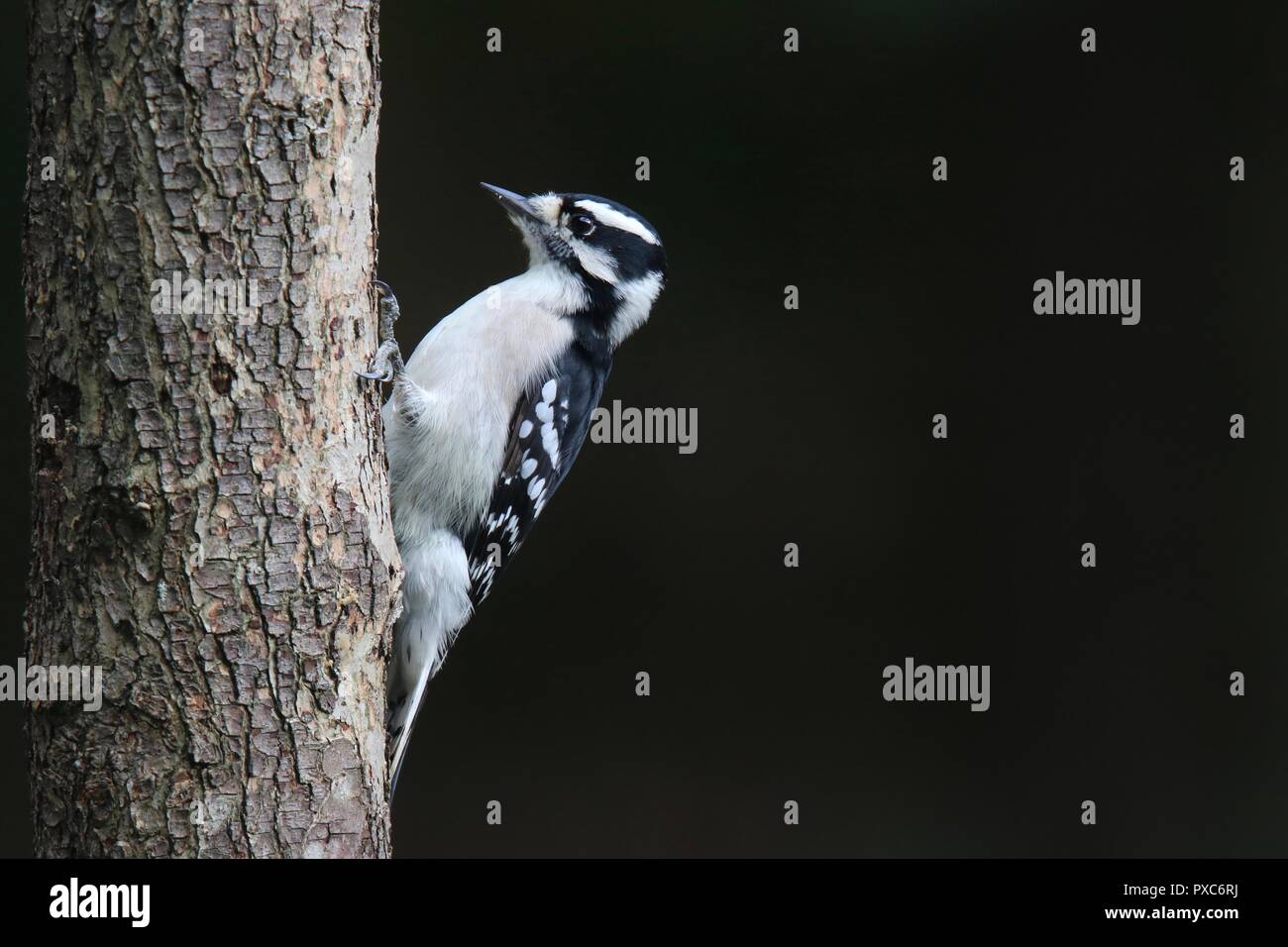 Eine weibliche Downy Woodpecker Picoides pubescens Nahrungssuche auf einem Baumstamm mit dunklem Hintergrund. Bild beinhaltet negative Space. Stockfoto