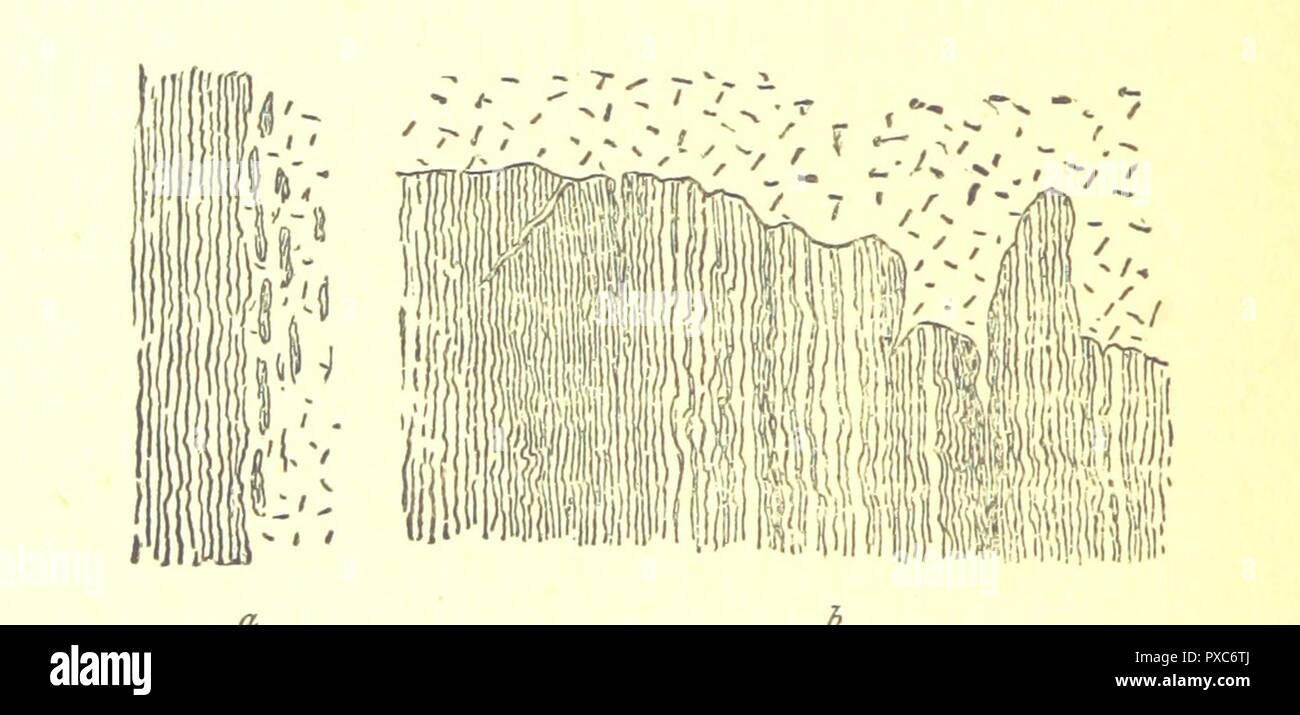 Seite 242 der "Theorie der Erde, mit Beweisen und Illustrationen. In vier Teile. Von James Hutton. Vol. III. editiert von Sir Archibald Geikie. [Vol. 1, 2 wurden im Jahre 1795 veröffentlicht. Dies ist ein Teil der dritten Band, 0005. Stockfoto