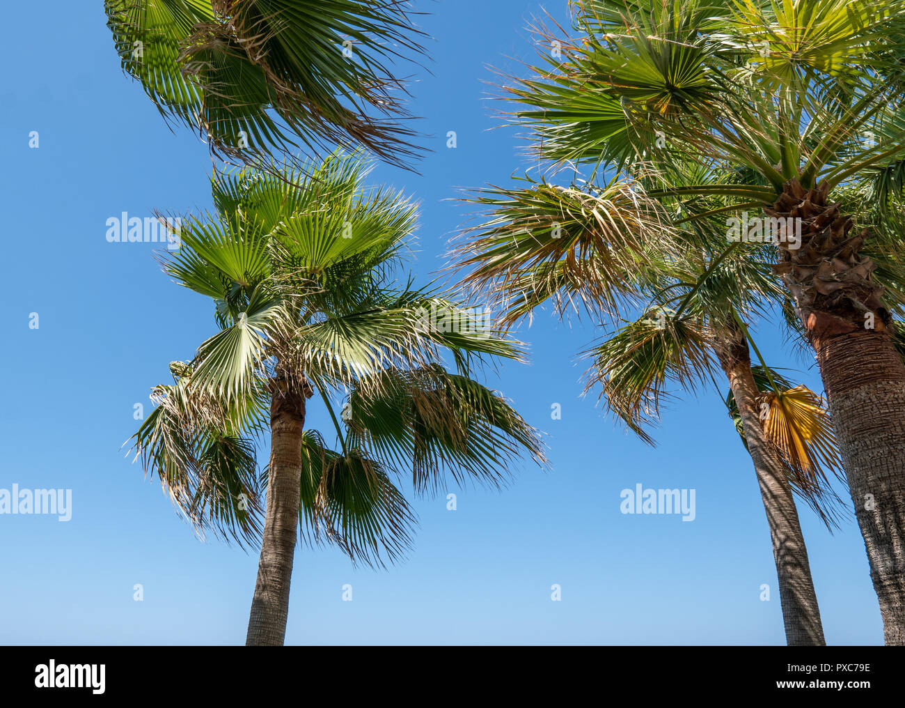 Palmen am blauen Himmel Hintergrund. Travel Concept Hintergrund Stockfoto