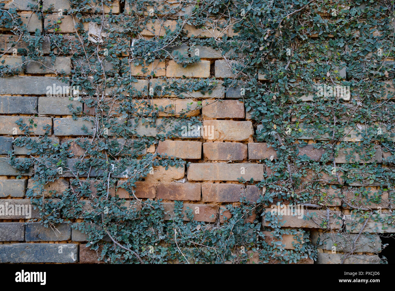 Arabesque Red brick wall Hintergrund Stockfoto