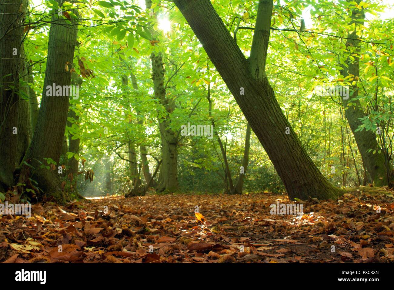 Sonnenlicht strahlt durch lebendige grüne grüne Blick auf den Wald im Herbst Stockfoto