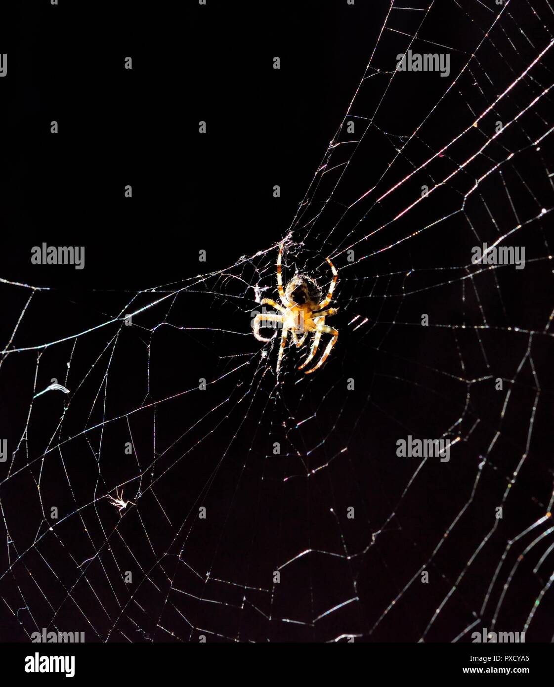 OrbWeaver Spinne Araneus diadematus, European Garden Spider, Diadem Spinne, Spinne auf einem Webserver im Herbst Sonnenschein in Großbritannien. Stockfoto