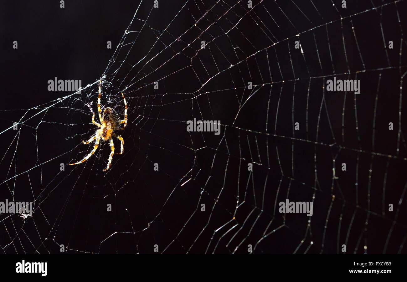 OrbWeaver Spinne Araneus diadematus, European Garden Spider, Diadem Spinne, Spinne auf einem Webserver im Herbst Sonnenschein in Großbritannien. Stockfoto
