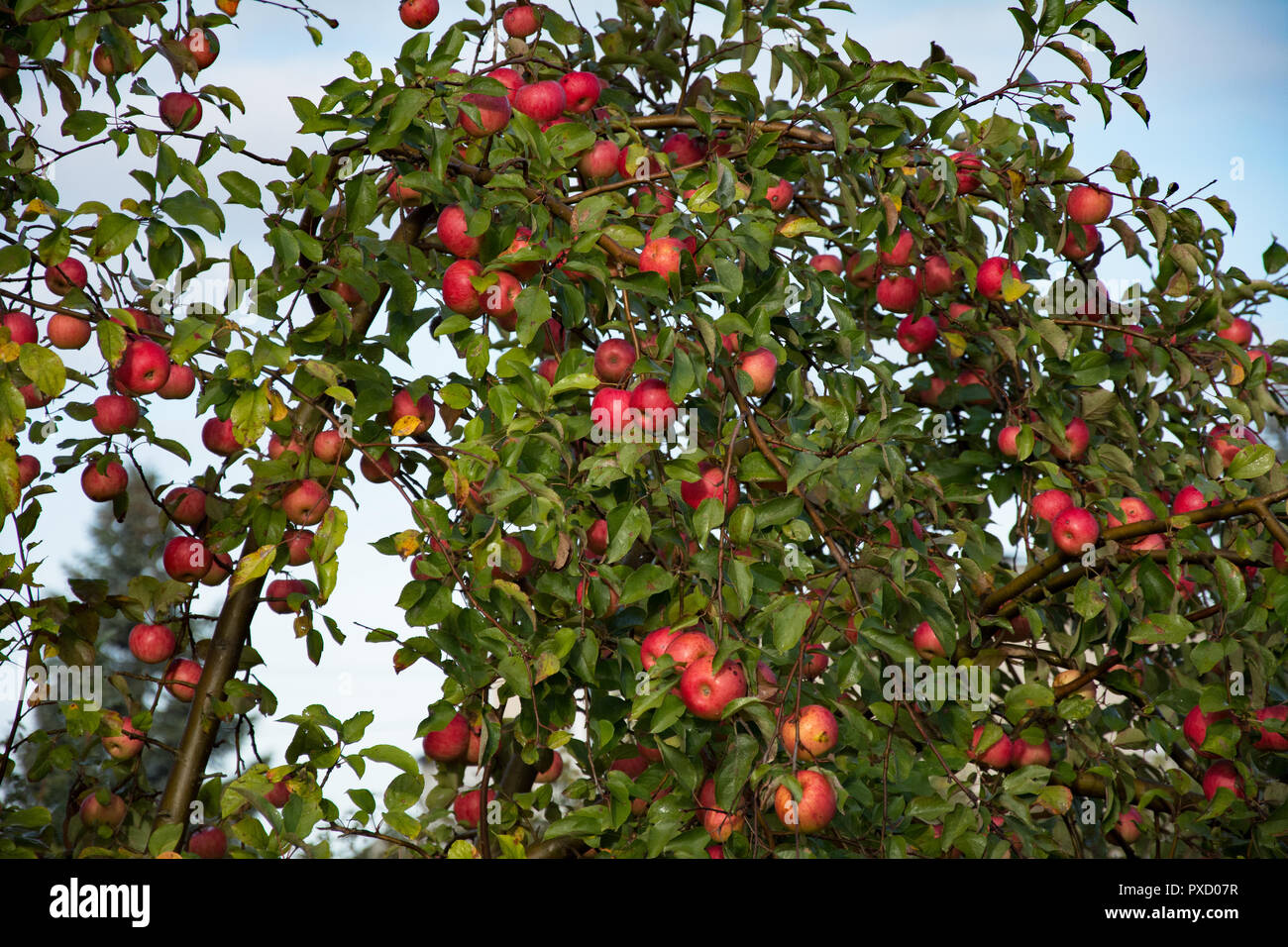 Wilder Apfelbaum mit vielen reife Äpfel und grüne Blätter Stockfoto