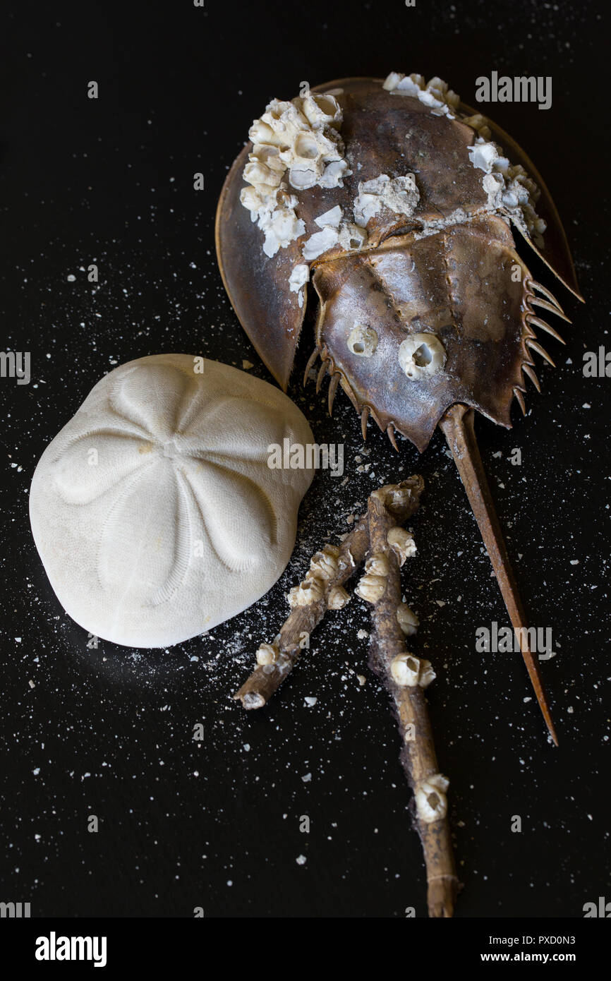 Amerikanische Horseshoe Crab, Limulus polyphemus, verkrustete mit Seepocken angeordnet mit einem Seebiskuit Sand Dollar und eine Zweig geschmückt mit Seepocken. Stockfoto