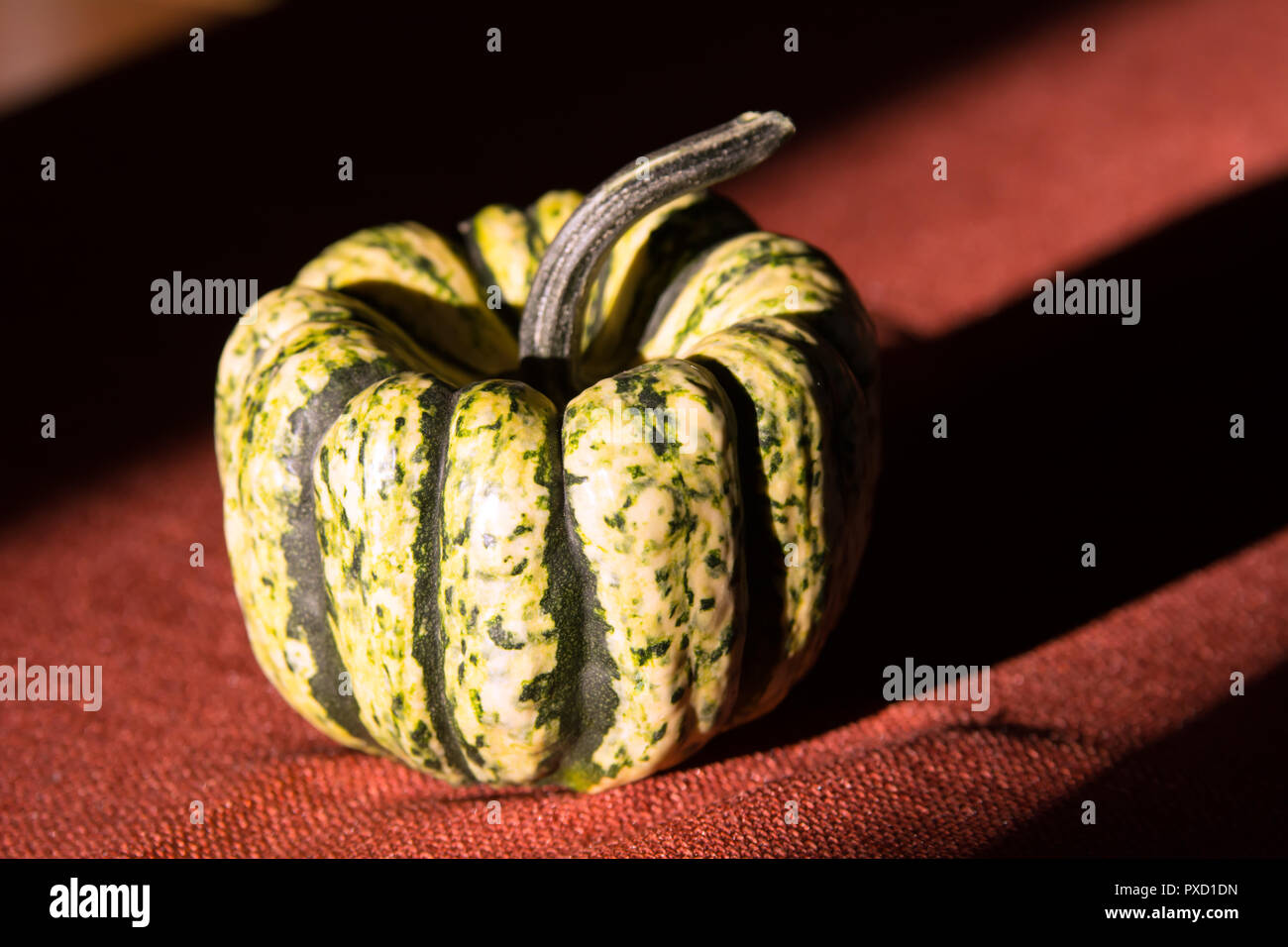 Grünen und Weißen ornamentalen Kürbis auf dunklem rotem Stoff Stockfoto