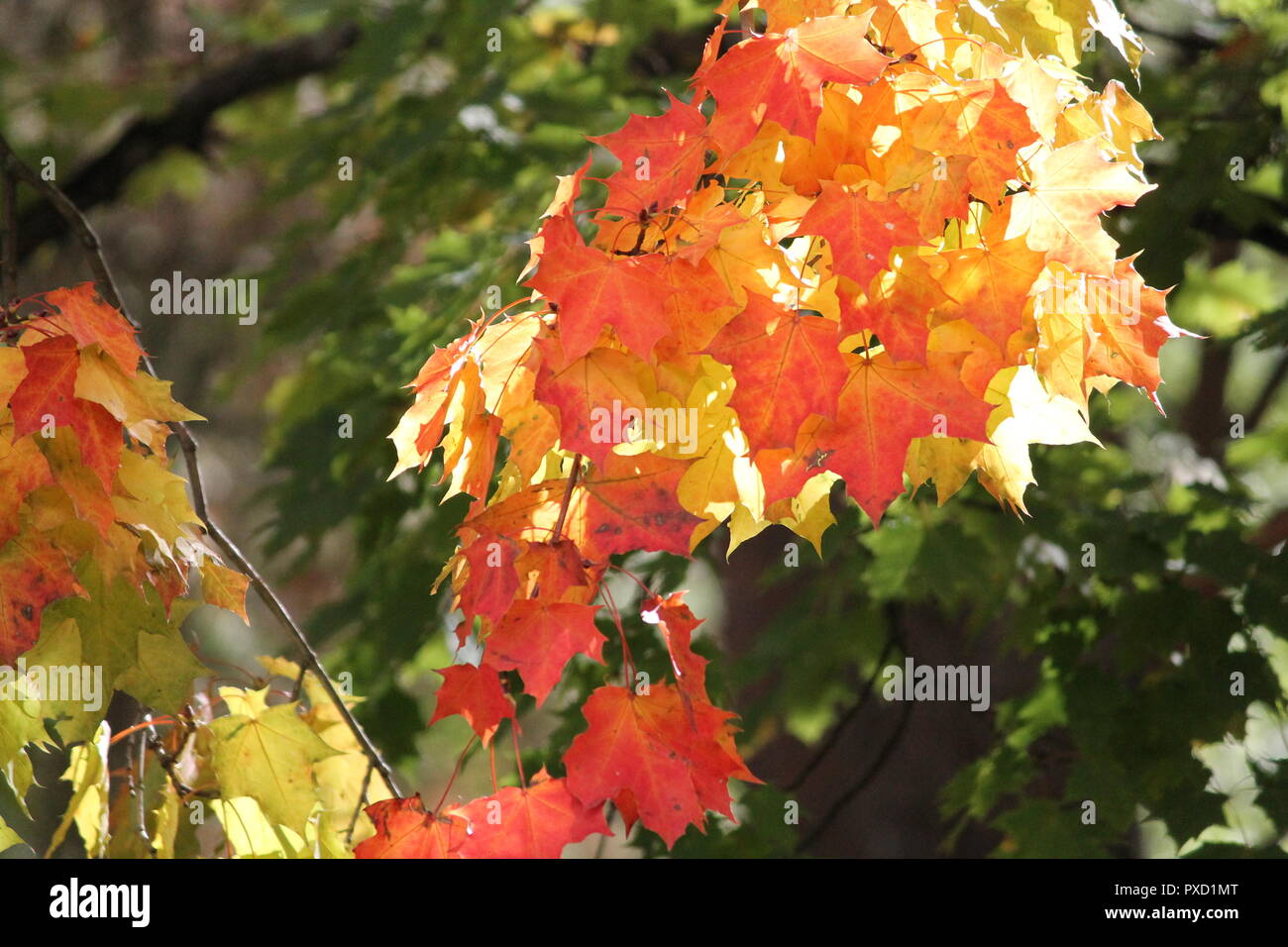 Helle Farben des Laubes auf Maple Tree in warmen Herbst Tag Stockfoto