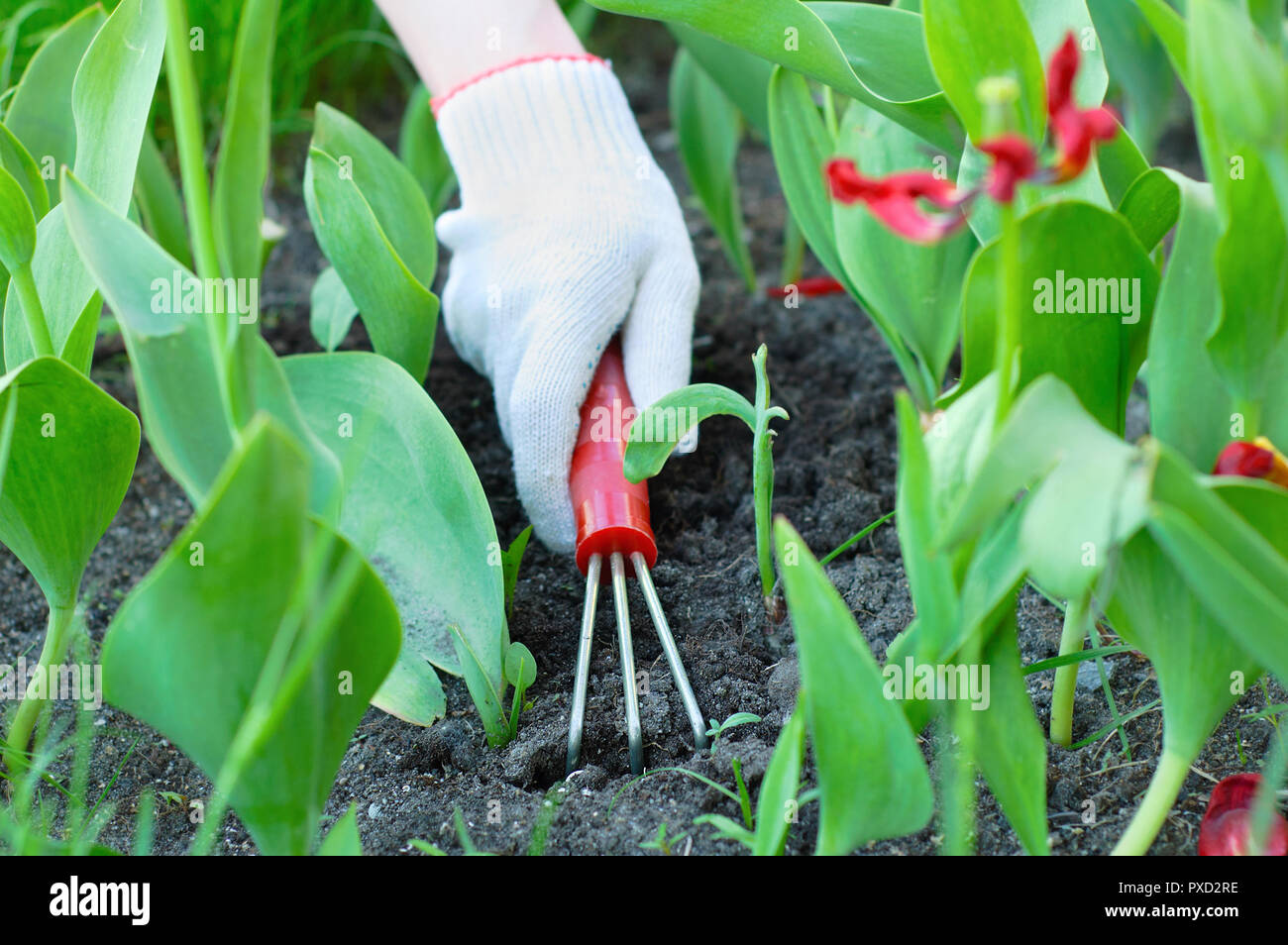 Arbeiten im Garten in Blumen Garten im Sommer. Close-up. Stockfoto