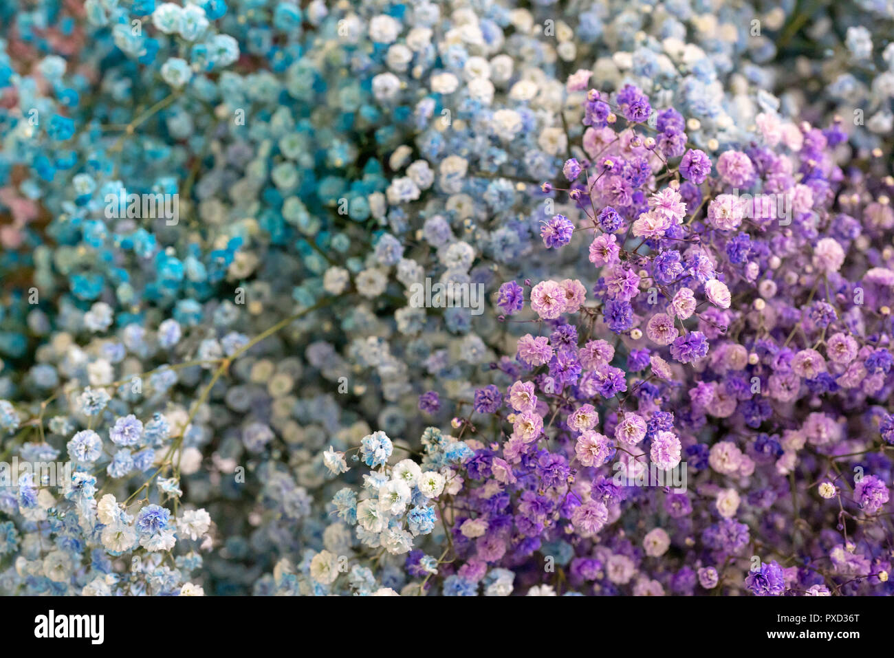 Kleine lila und blaue Blüten. Paniculata Flamingo Stockfoto