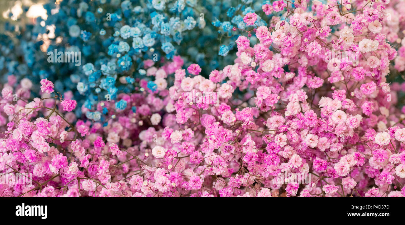 Kleine rosa und blauen Blumen. Paniculata Flamingo Stockfoto