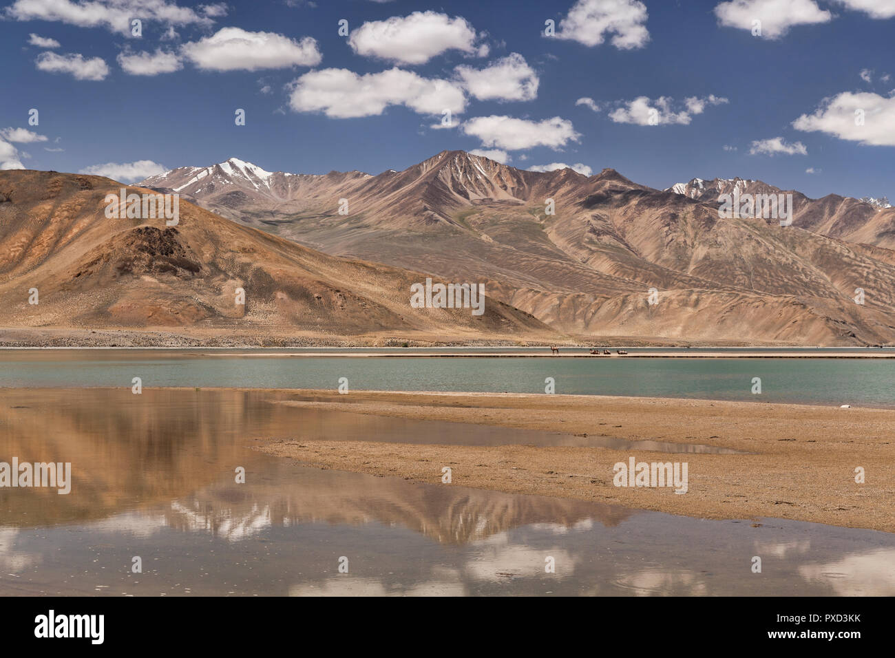 Baktrischen Kamele auf einem entfernten Nordsee am wunderschönen See, Yashilkul Bulunkul, Pamir, Gorno Badachschan Autonome Region, Tadschikistan Stockfoto