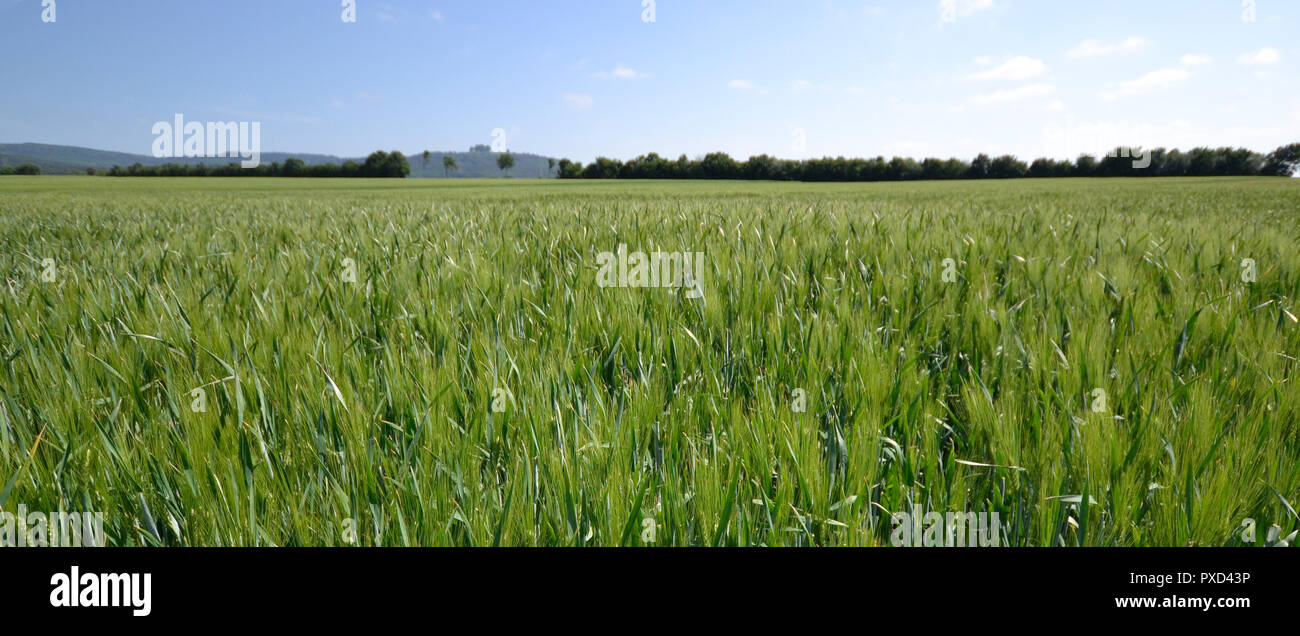 Weizenfeld Getreide wiese Landwirtschaft vintage Panorama Stockfoto