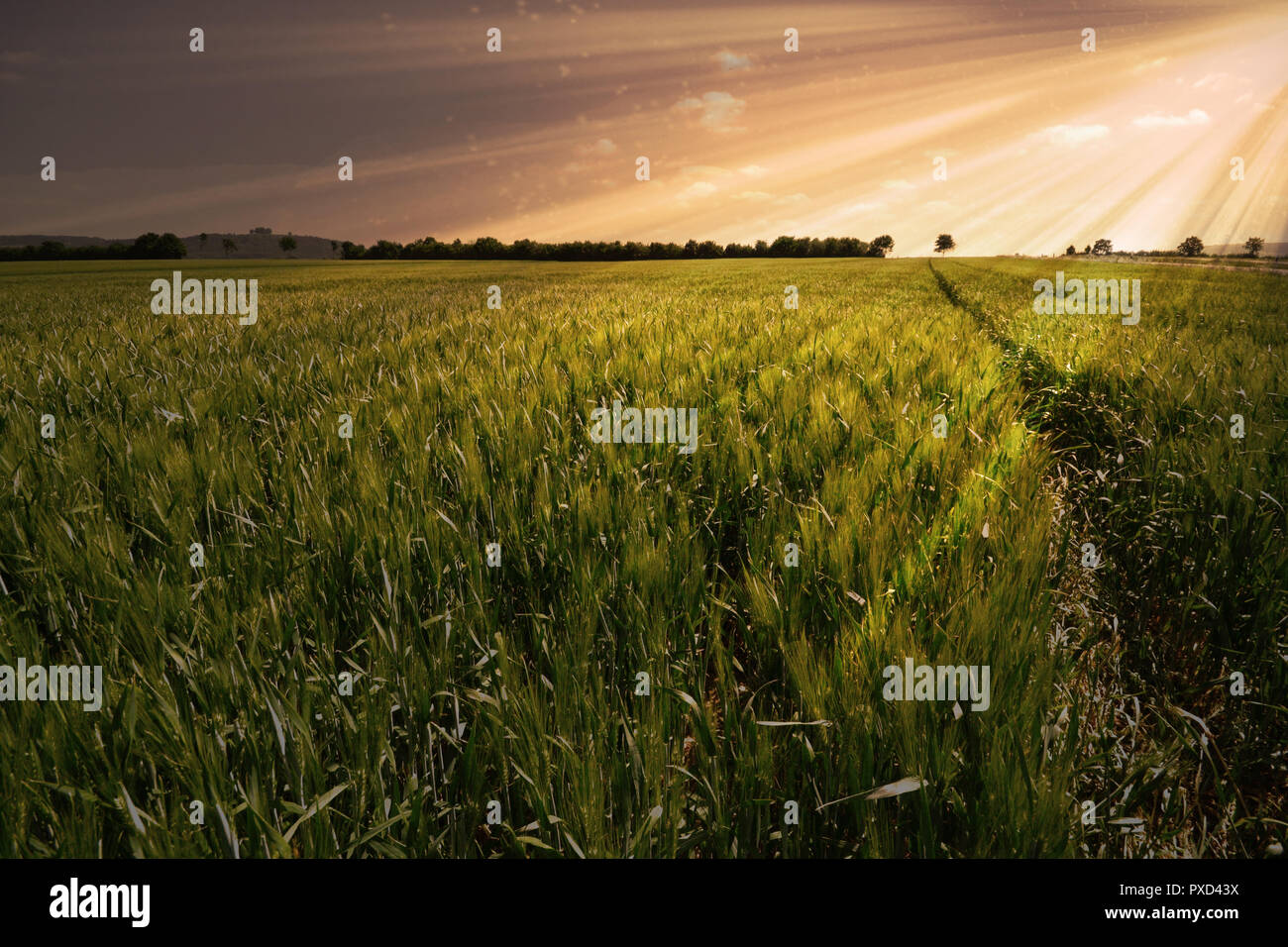 Weizenfeld Getreide wiese Landwirtschaft vintage Panorama Stockfoto