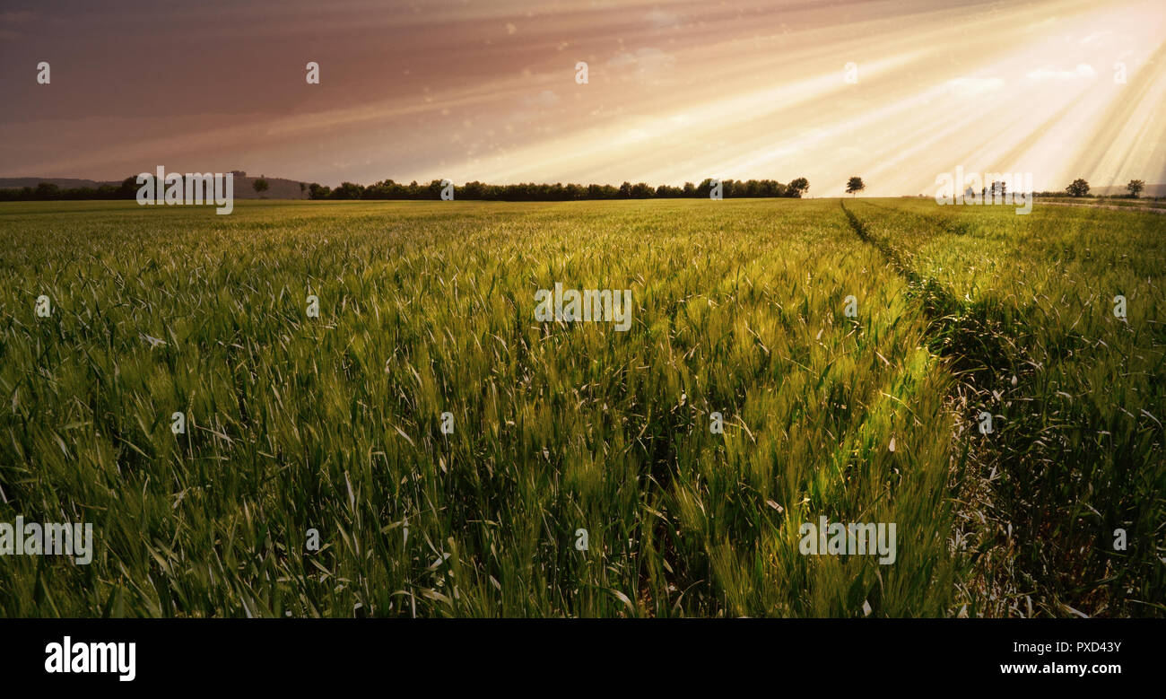 Weizenfeld Getreide wiese Landwirtschaft vintage Panorama Stockfoto