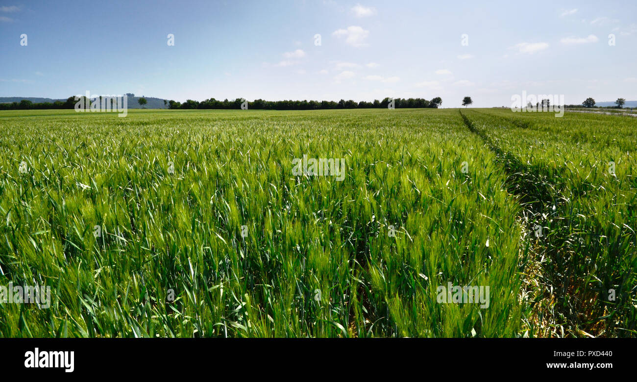 Weizenfeld Getreide wiese Landwirtschaft vintage Panorama Stockfoto
