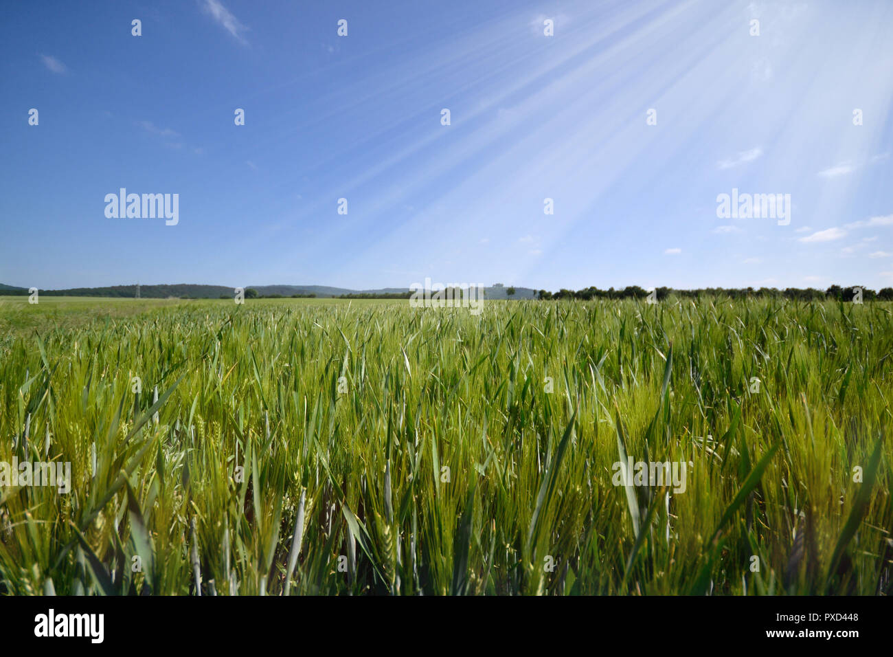 Weizenfeld Getreide wiese Landwirtschaft vintage Panorama Stockfoto