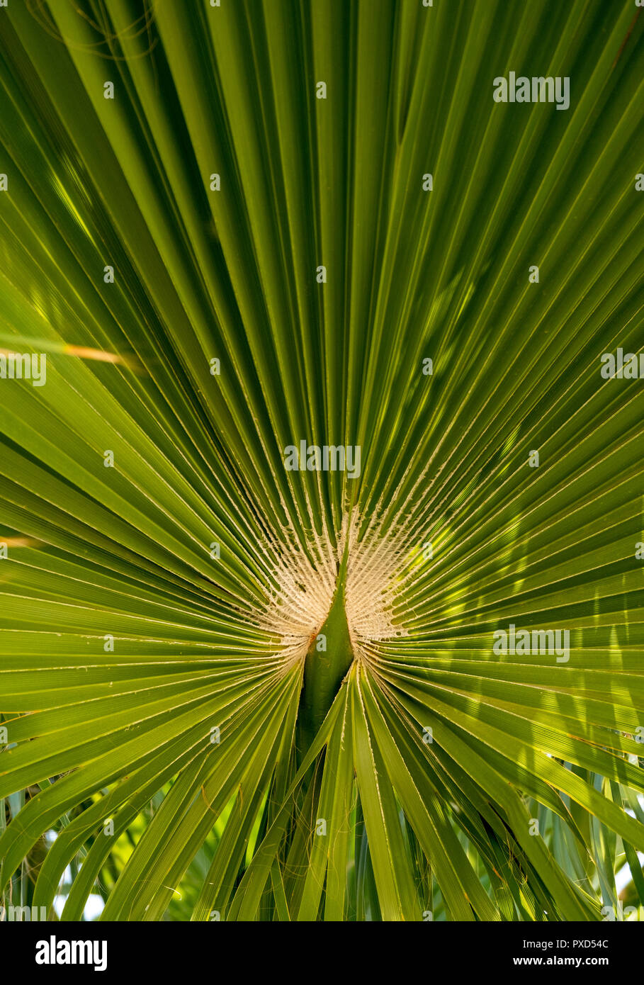 Nahaufnahme von einem tropischen Palmen lassen in der Form eines Pfau und seine Federn. Stockfoto