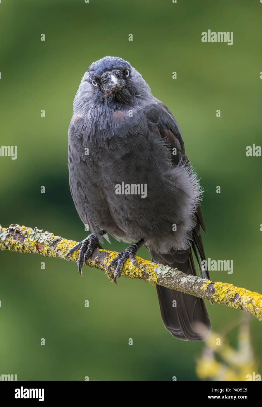 Corvus monedula (Western Jackdaw, Eurasian Jackdaw, Europäischen Dohle) thront auf einem Zweig im Sommer in West Sussex, UK. Stockfoto