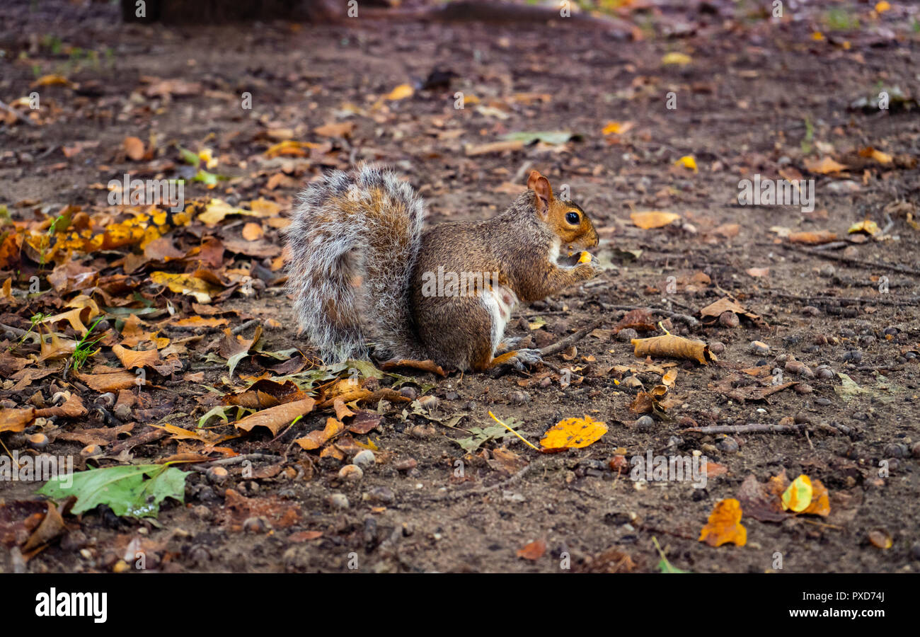 Eichhörnchen im Central Park Stockfoto