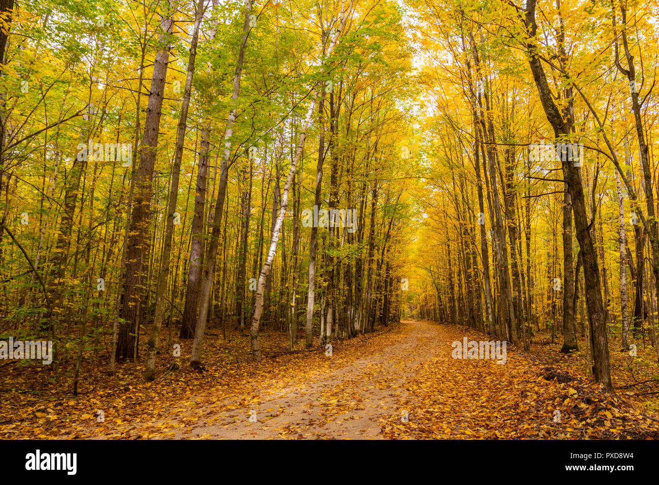 Gelb dominiert im Herbst Farben auf eine gewundene Straße durch einen Tunnel von Bäumen. Stockfoto