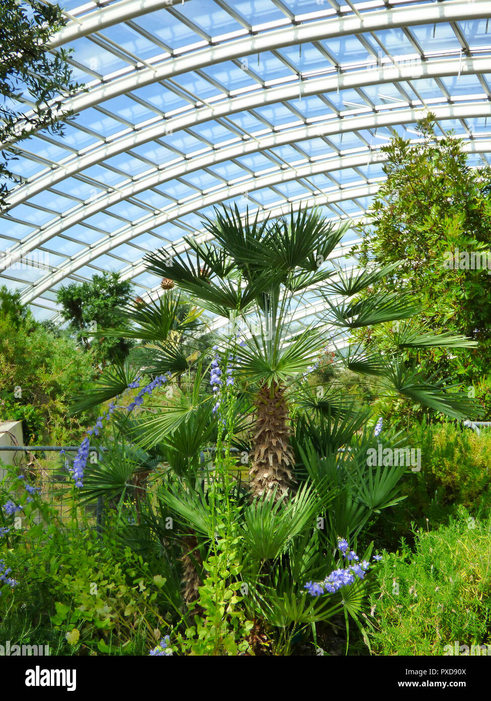 Das grosse Gewächshaus/Gewächshaus im Botanischen Garten von Wales, Llanarthne, Carmarthenshire, Wales, Großbritannien Stockfoto
