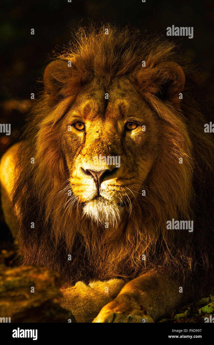 Goldener Löwe Stockfoto