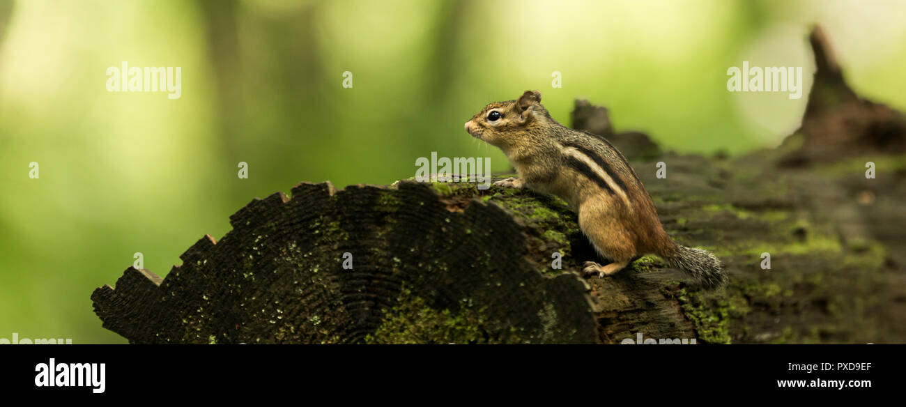 Chipmunk ruht auf einem Log Stockfoto