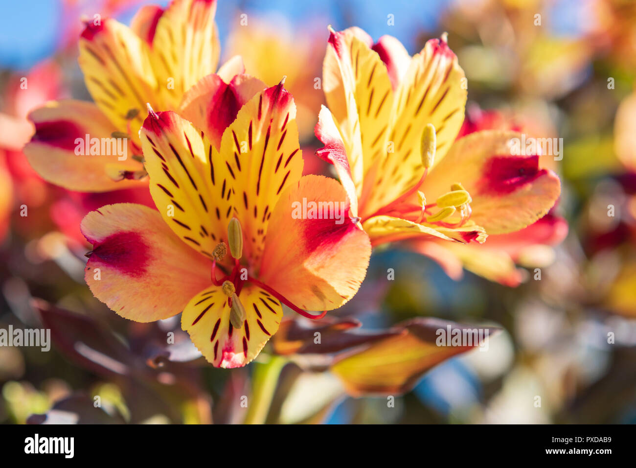 Alstromeria 'Indian Summer' bunte Blumen, UK. Stockfoto